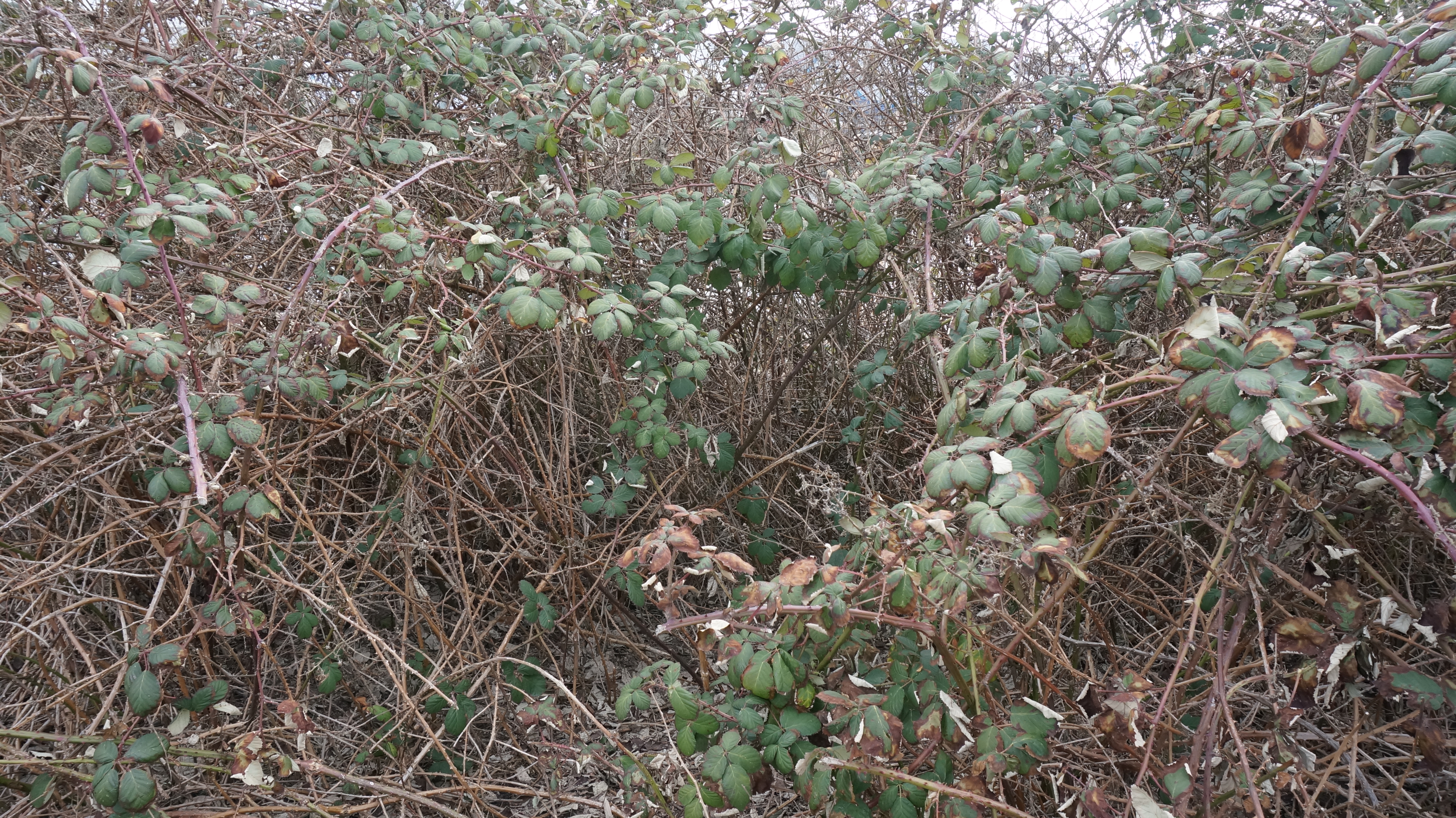 Dornrüschenhecke