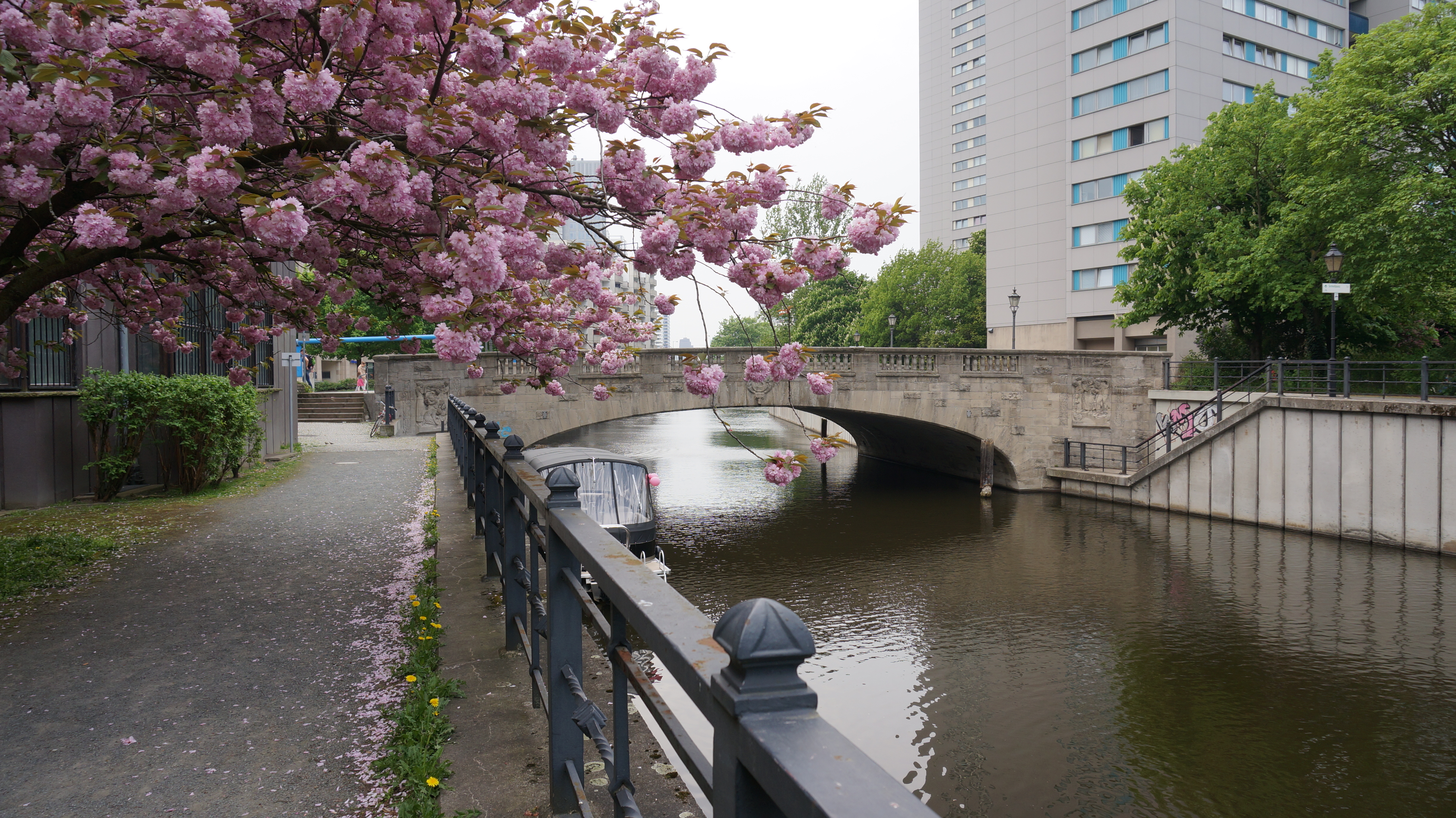 Kirschblüte