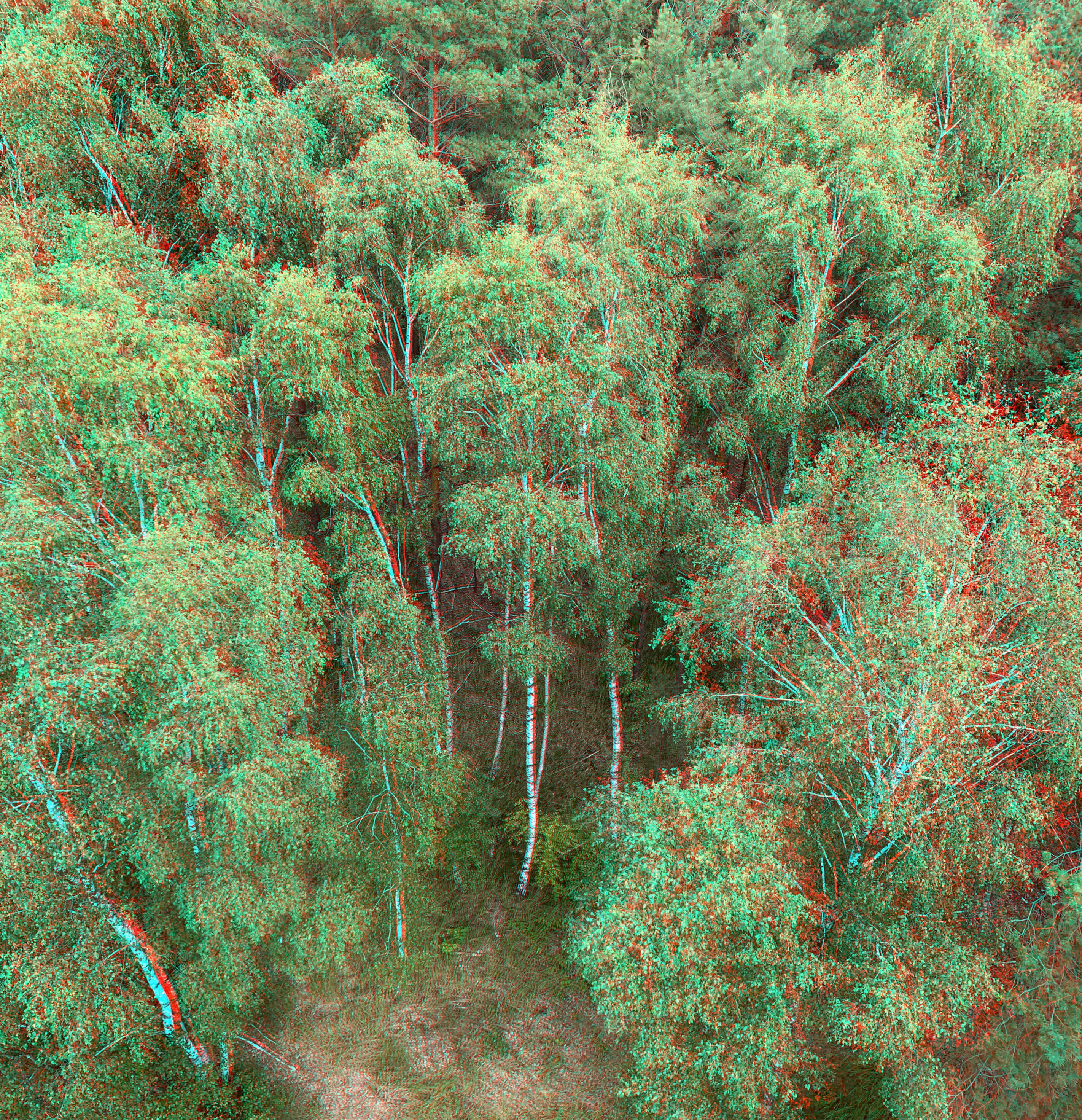 Birkenwald