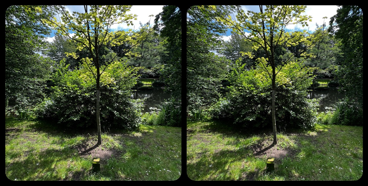Stereogram 2024-01 »BAUM UND BUSCH«