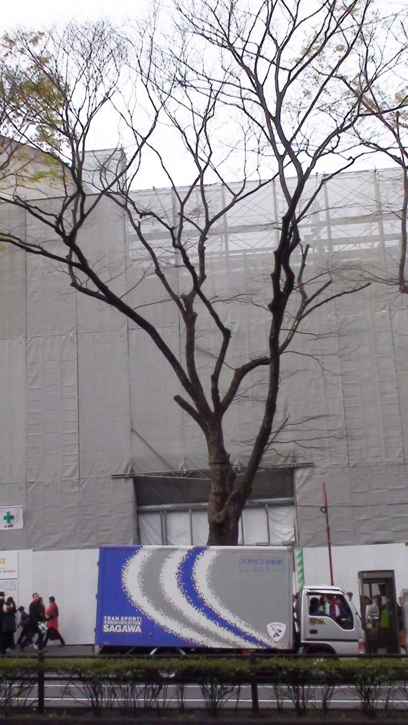 2009-06 »OMOTESANDOU TREE« 